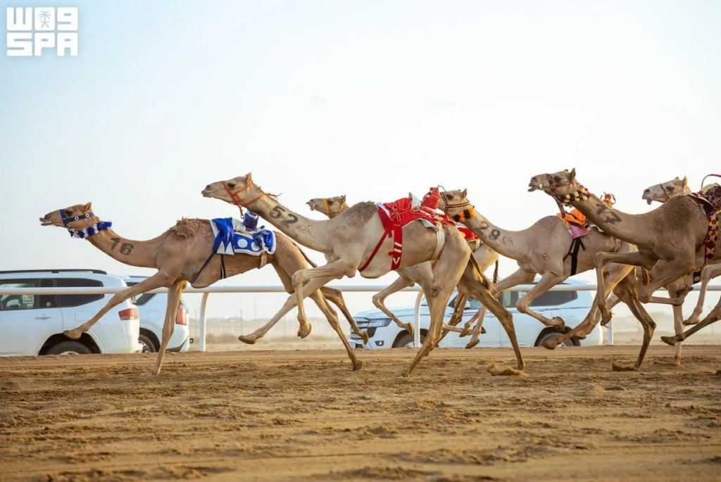 Crown Prince Camel Festival Trophy Races Take Center Stage in Taif