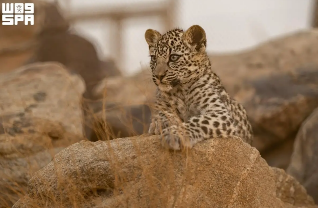 AlUla Showcases Integrated System for Wildlife Protection and Animal Welfare on World Animal Day
